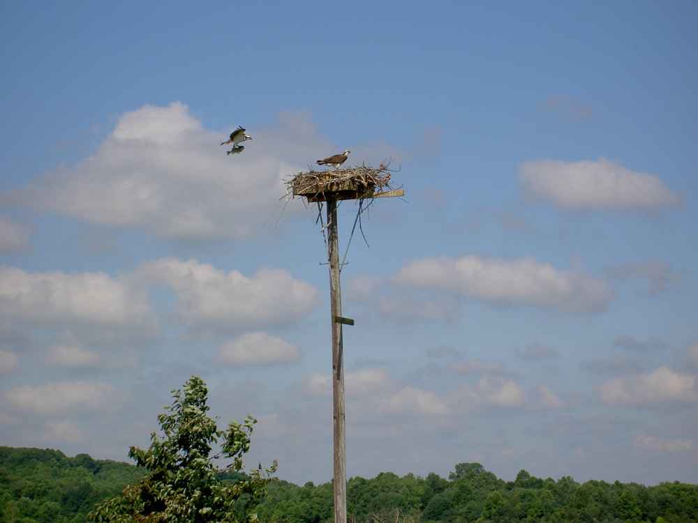 osprey