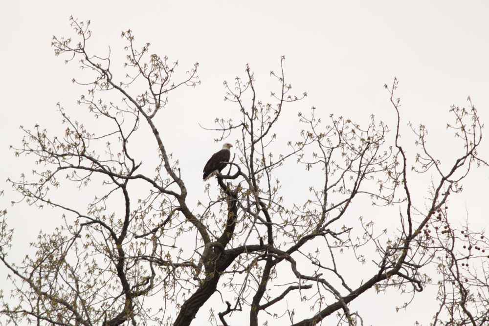 bald eagle