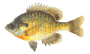 bluegill fish