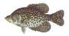 crappie fish