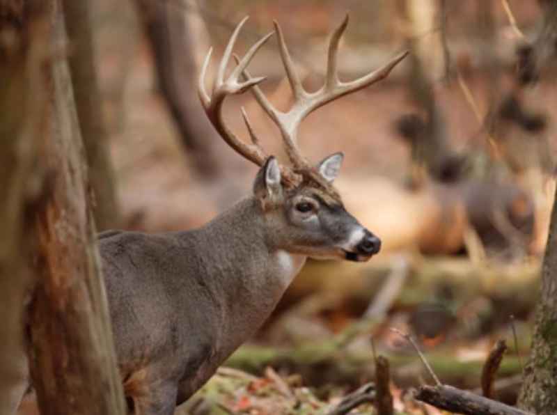 deer-in-woods