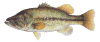 largemouth fish