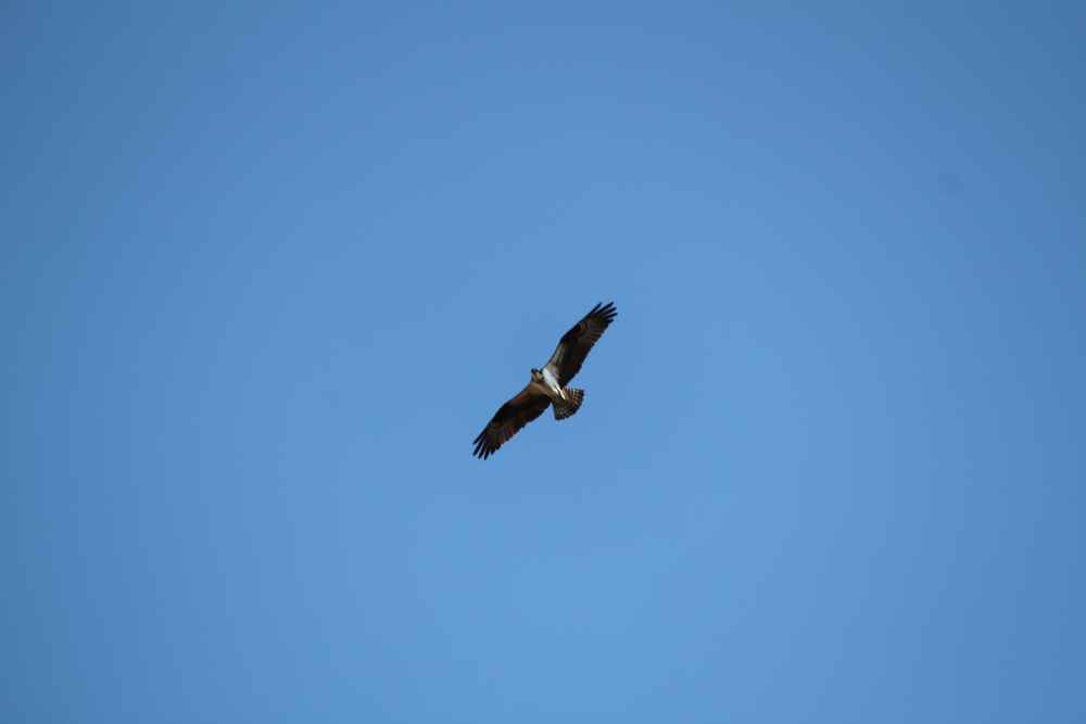 osprey